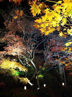 Japan, Matsushima, Autumn, Fall, 松島, 紅葉