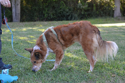 Brisbane the mixed breed dog checks out the smells