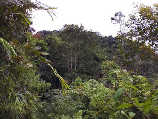 Hutan Sumatera