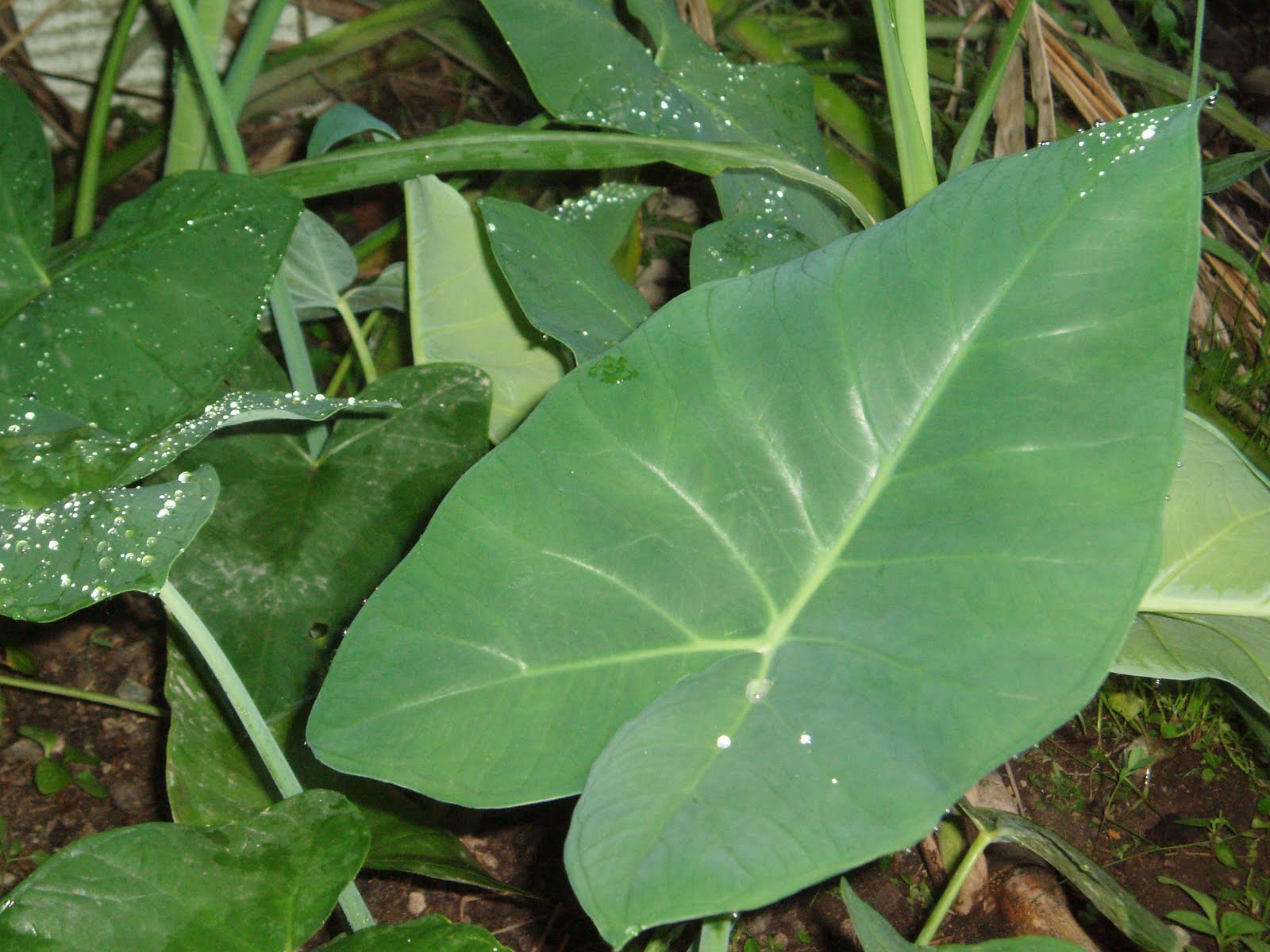 Herba & Tumbuhan: POKOK KELADI TIKUS