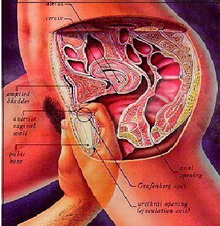 http://bloggerkeppo.blogspot.com/2014/02/5-zona-erotis-g-spot-wanita.html