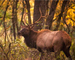 Satellite Bull Elk Ponca Access