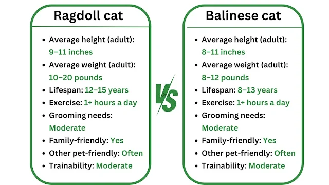 Difference Between Ragdoll and Balinese Cats