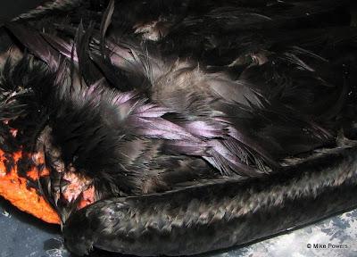 Magnificent Frigatebird - iridescence