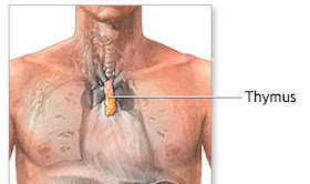 Timo, Thymus, glandula timo, chacra cardiaco e o timo, timo no peito