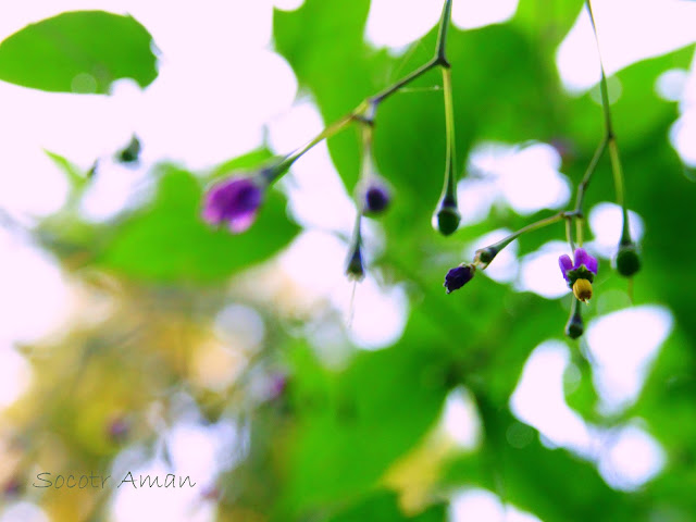 Solanum maximowiczii