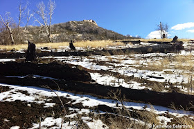 Burnt Trees from the Cedar Fire Along San Diego's Cold Stream Hiking Trail