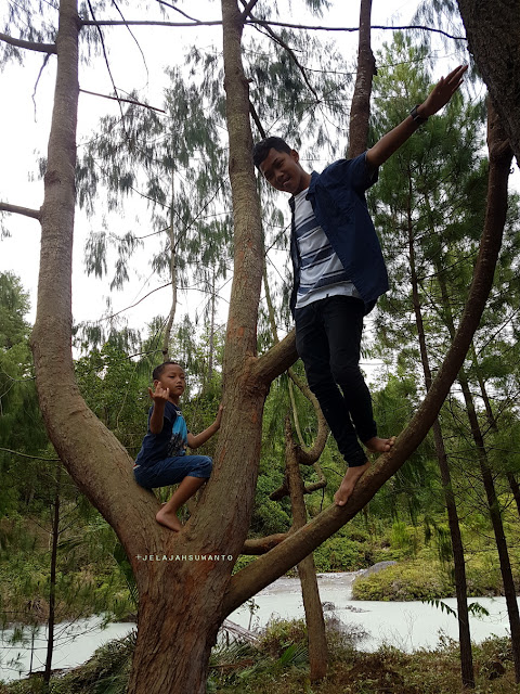 hutan pinus lahendong tomohon