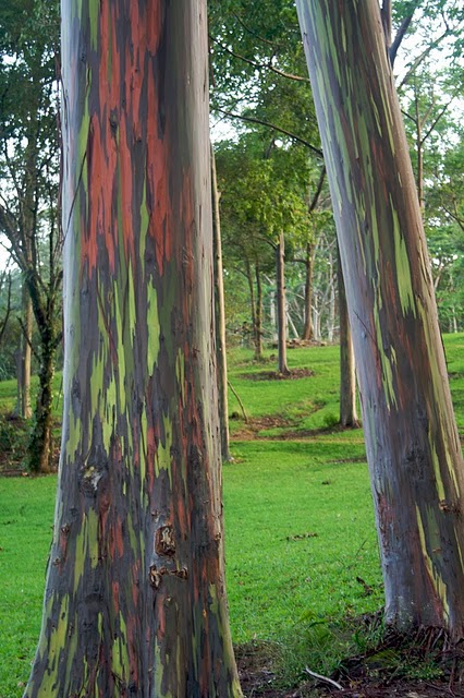 Rainbow eucaliptus6 Pohon Unik dengan Warna Pelangi
