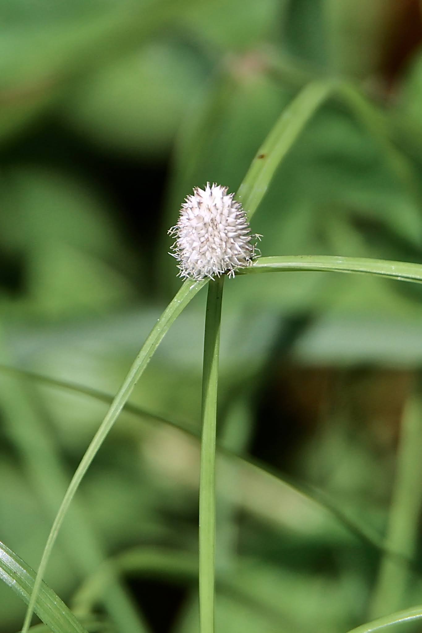 Most common Weeds and Wild flowers, and grasses with name in Karnataka,. India, high resolution free