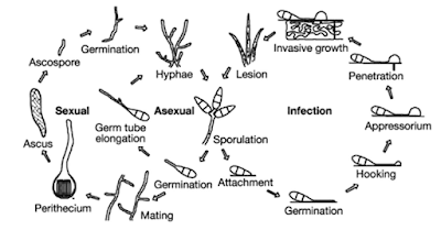 Life cycle of Pyricularia oryzae