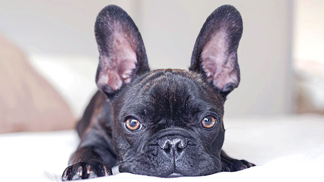 Les chiots bouledogues français et leurs allergies