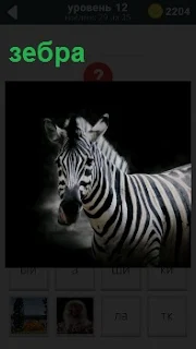 На темном фоне изображение рода лошади зебра с черно белыми полосками на туловище