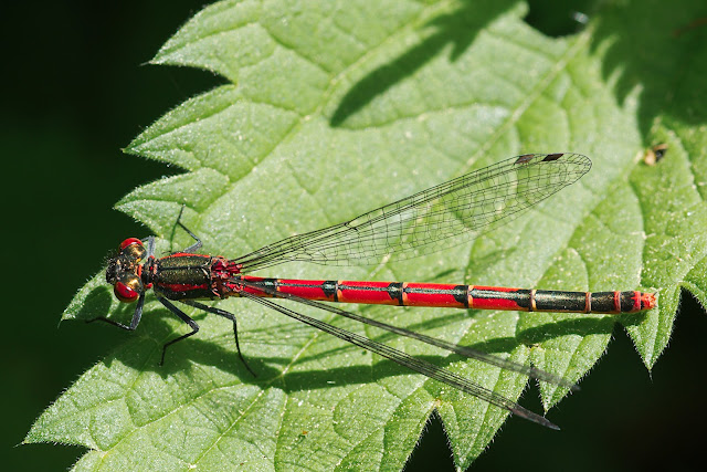 Libelle im Blitzlicht