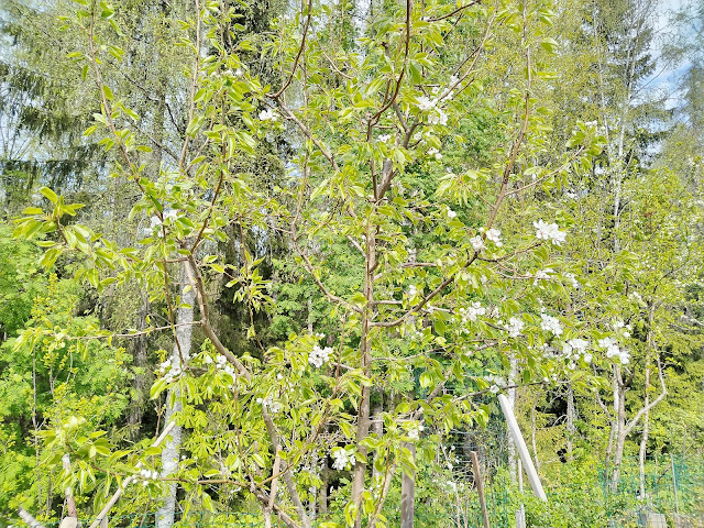 Suosittelen #Pepi #päärynäpuuta #päärynäpuita #pihapiiriin yhteydenotot talonmiespalvelu@gmail.com 21.5.2025 kuva6