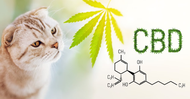 Is CBD Oil Good for Cats?