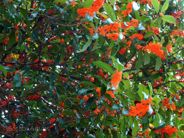 Osmanthus fragrans