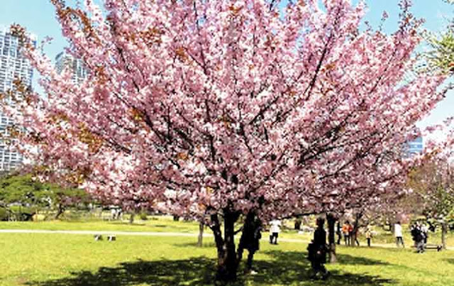  Gambar  Keindahan Bunga  Sakura  di Jepang Taman taman indah  