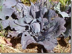 P1040331