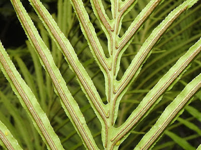 Sori & indusium of Dwarf tree fern