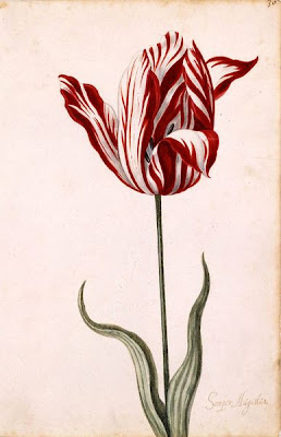 botanical illustration of tulip semper augustus