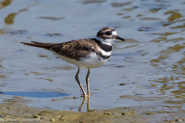 CHORLITEJO COLIRROJO - Charadrius Vociferus