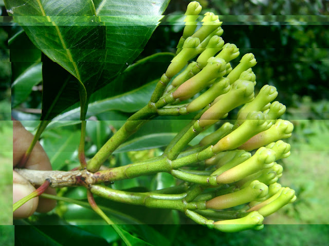 3 Varietas Cengkeh di Indonesia