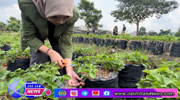 Mahasiswa UPN Veteran Jatim Melakukan Edukasi Dan Perawatan Strawberry di Desa Pandanrejo