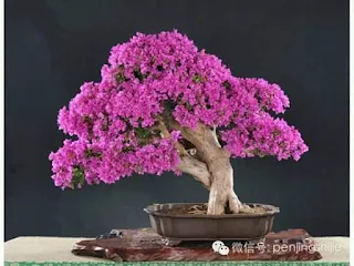 inspirasi sketsa bonsai bugenvil