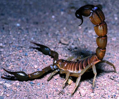 scorpion