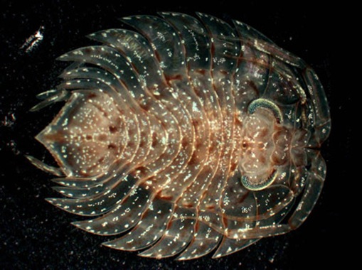 Trilobitoides