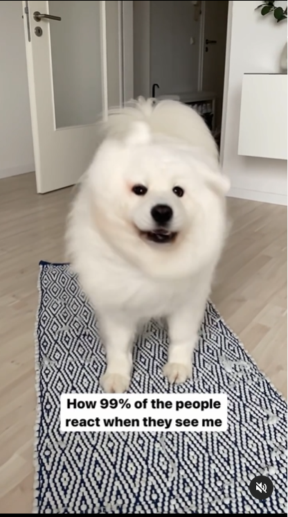 Maya the Samoyed