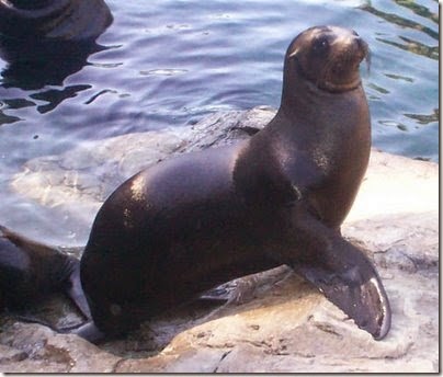 anjinglaut
