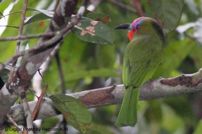 Red-bearded Bee-eater