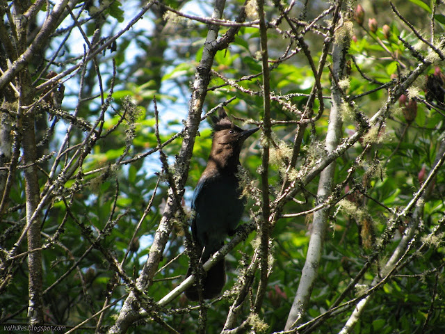 dark blue bird with a big, black crest