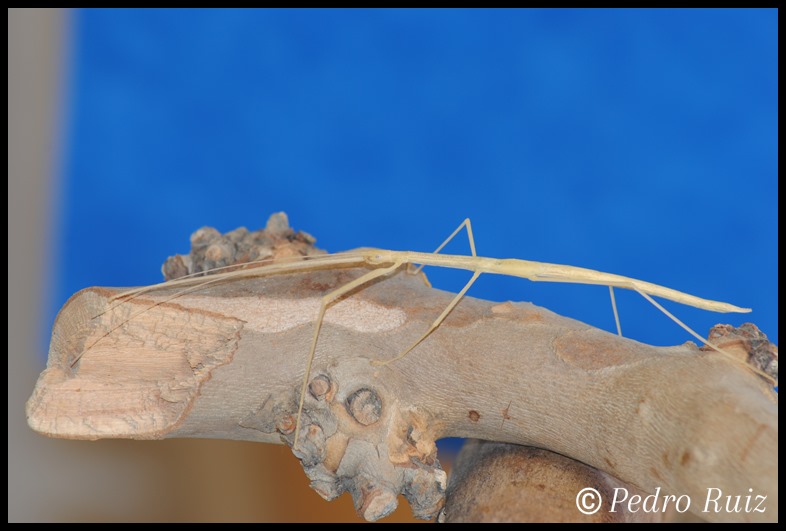 Ninfa L5 de Sipyloidea sipylus, 7 cm de longitud