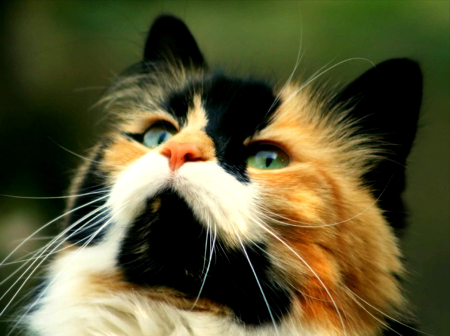  Gambar  Kucing  Imut dan Lucu Kumpulan  Gambar 