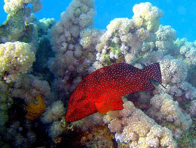 coral grouper, red sea, egypt, diving