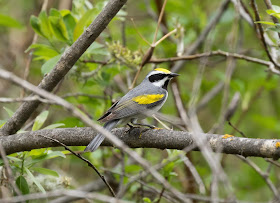 Golden-winged Warbler - Shumsky Road, Michigan, USA