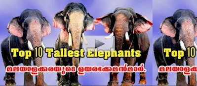 Most famous elephants in Kerala