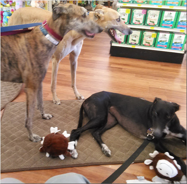 Posey, Savvy and Dusty at Pet Supermarket