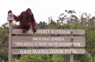 Taman+Nasional+Tanjung+Puting.jpg (320×211)