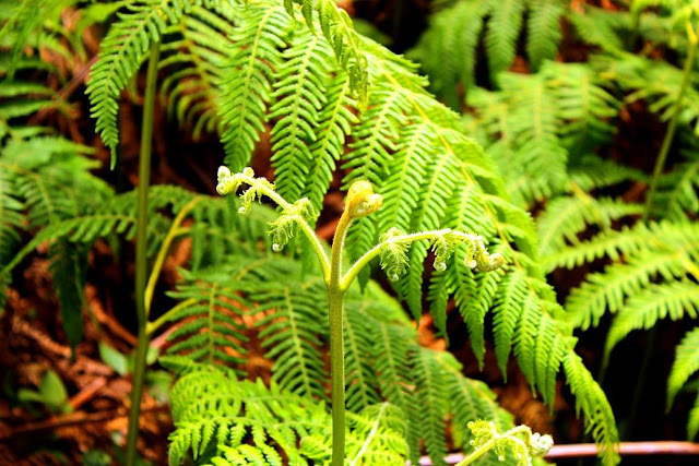 Eravikulam National Park, Munnar