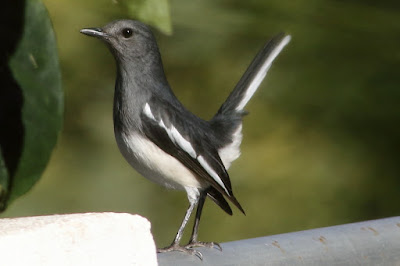 Oriental Magpie-Robin