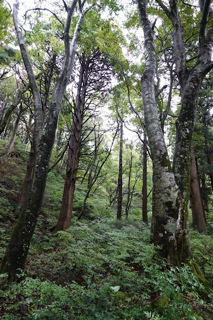 鳥取県西伯郡大山町大山　大山登山道