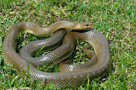 Χαμός στη Λάρισα: Φίδι μπήκε σε σπίτι και σκόρπισε τον πανικό!