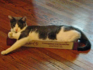 Spackle Puss (the cat) 15 (on a scratching box 2008)