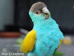 Hooded Parrots Lifestyle