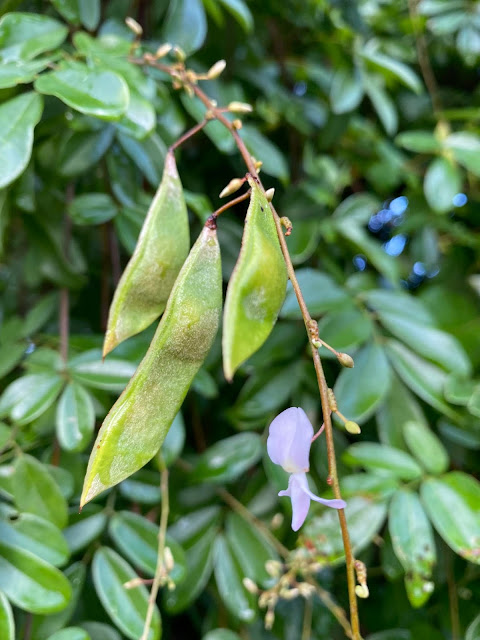 Deguelia scandens