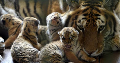 Meet 17 year old Endangered Siberian Tiger gives birth to four cubs